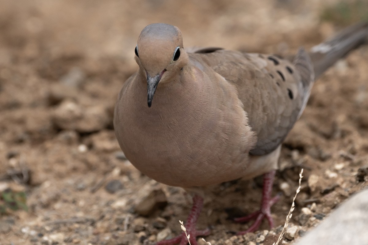 Mourning Dove - ML620614148