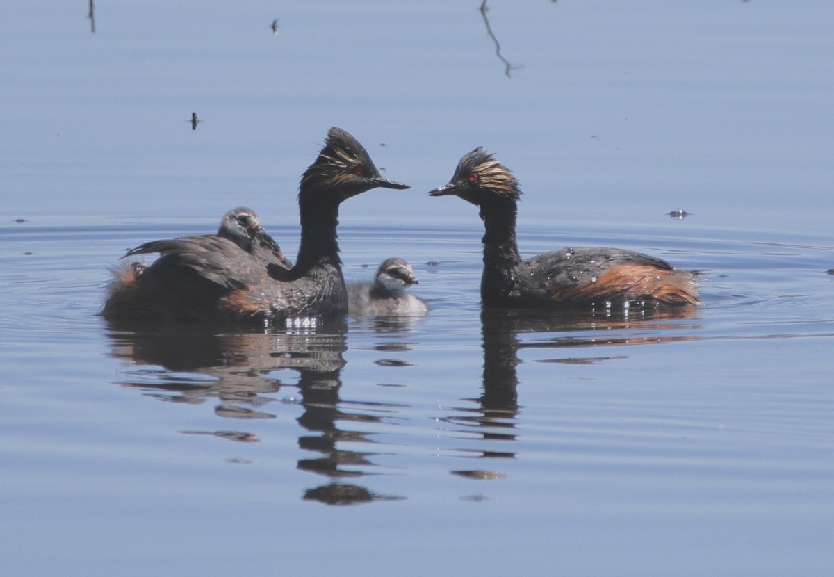 Eared Grebe - ML620614149