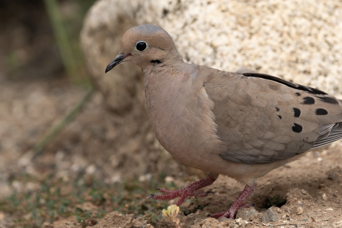 Mourning Dove - ML620614150