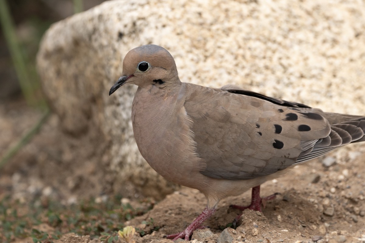 Mourning Dove - ML620614151