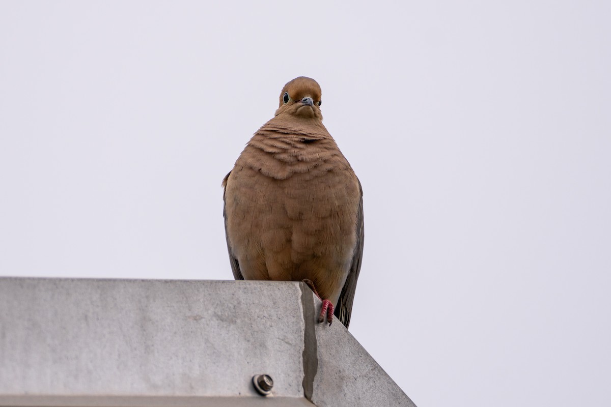 Mourning Dove - Alexander Yan