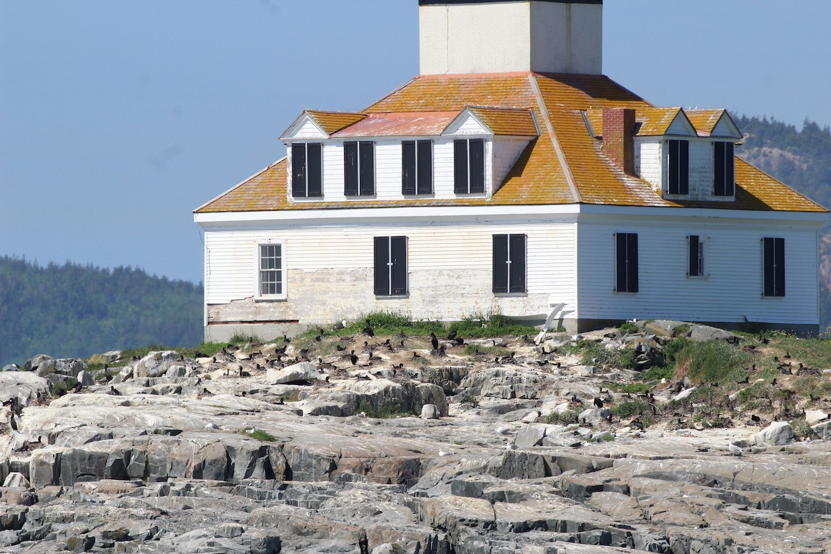 Double-crested Cormorant - ML620614155