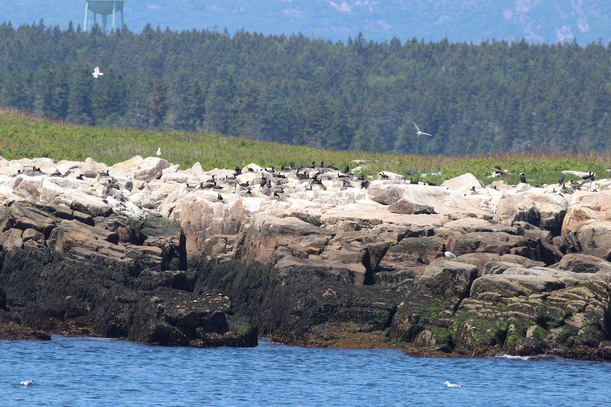 Cormorán Orejudo - ML620614156