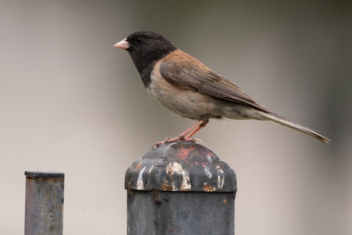 Junco Ojioscuro (grupo oreganus) - ML620614160