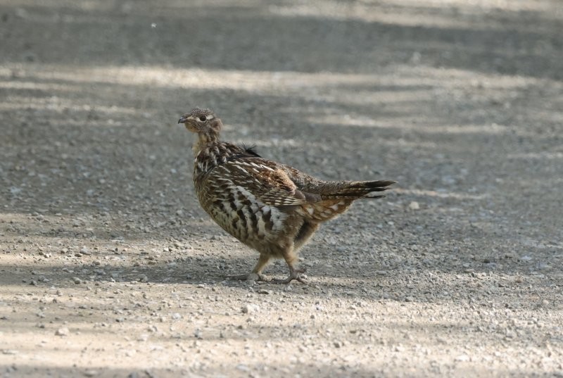 Ruffed Grouse - ML620614165