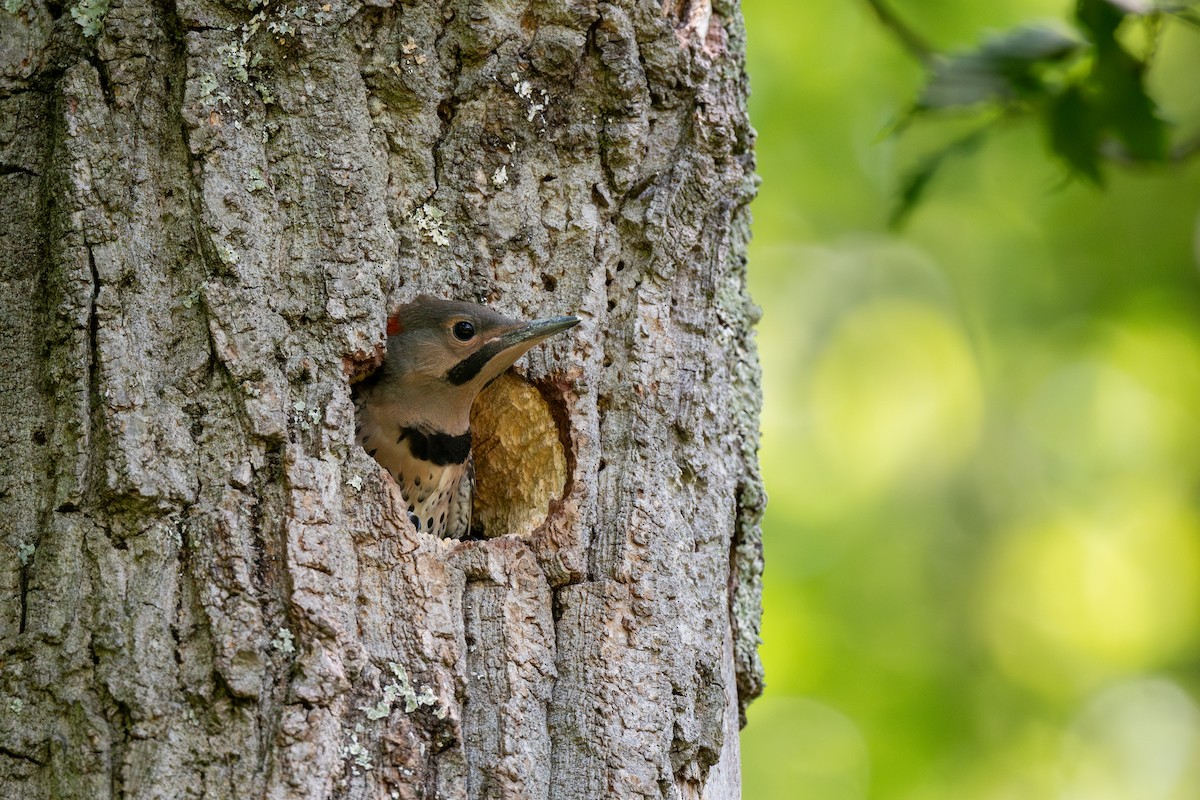 Northern Flicker (Yellow-shafted) - ML620614166