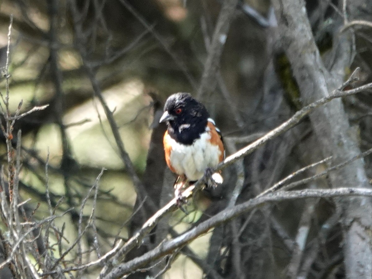 Spotted Towhee - ML620614173