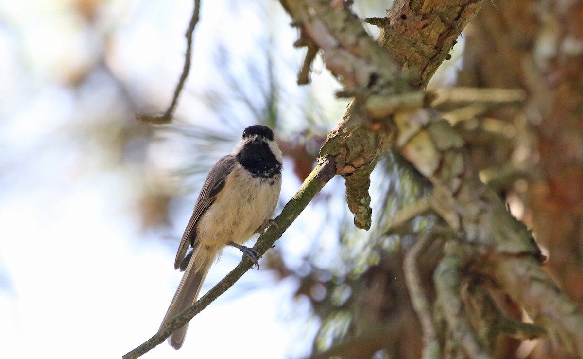 Carolina/Black-capped Chickadee - ML620614174