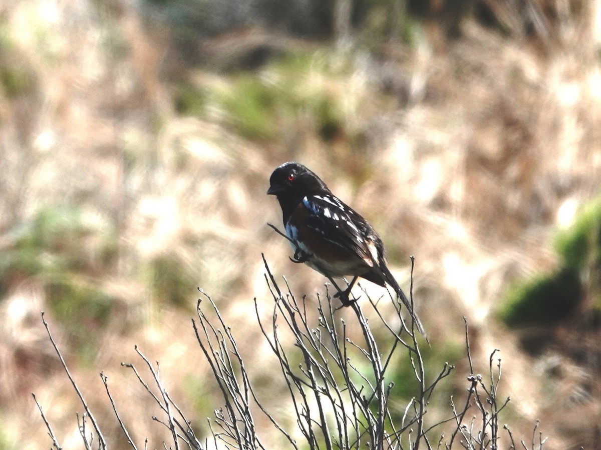 Spotted Towhee - ML620614176