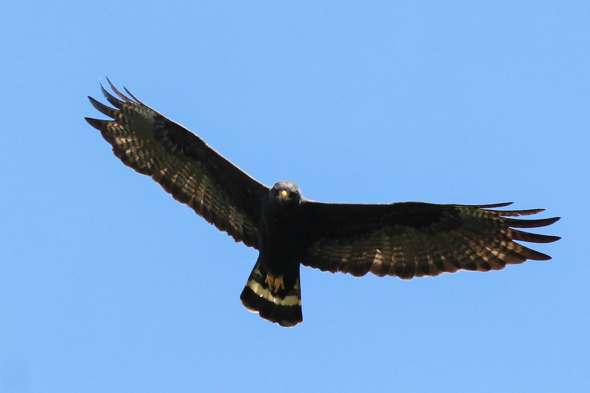 Zone-tailed Hawk - ML620614178