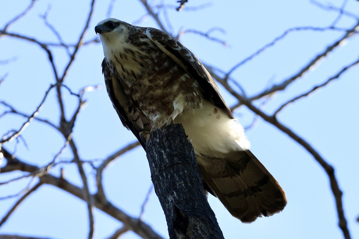 Madagascar Harrier-Hawk - ML620614179