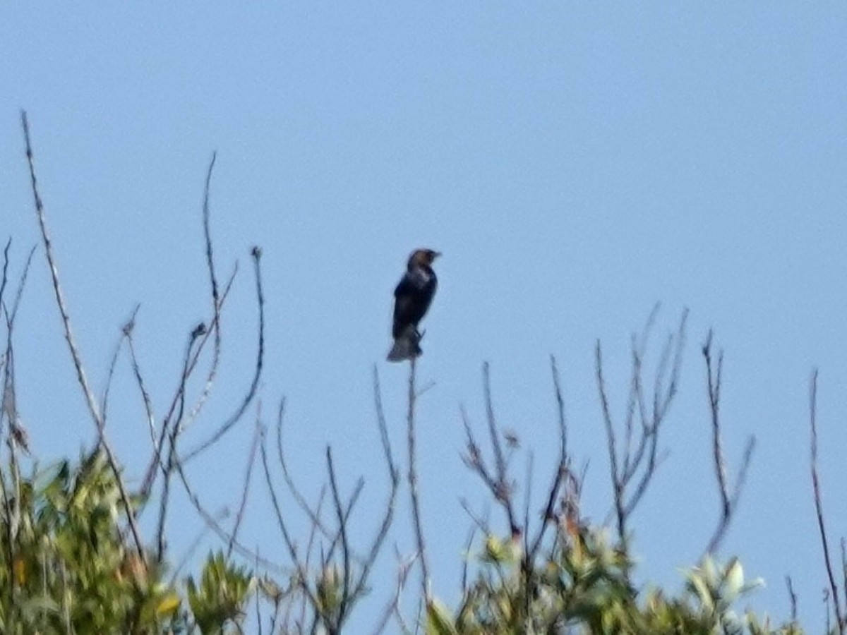 Brown-headed Cowbird - ML620614182