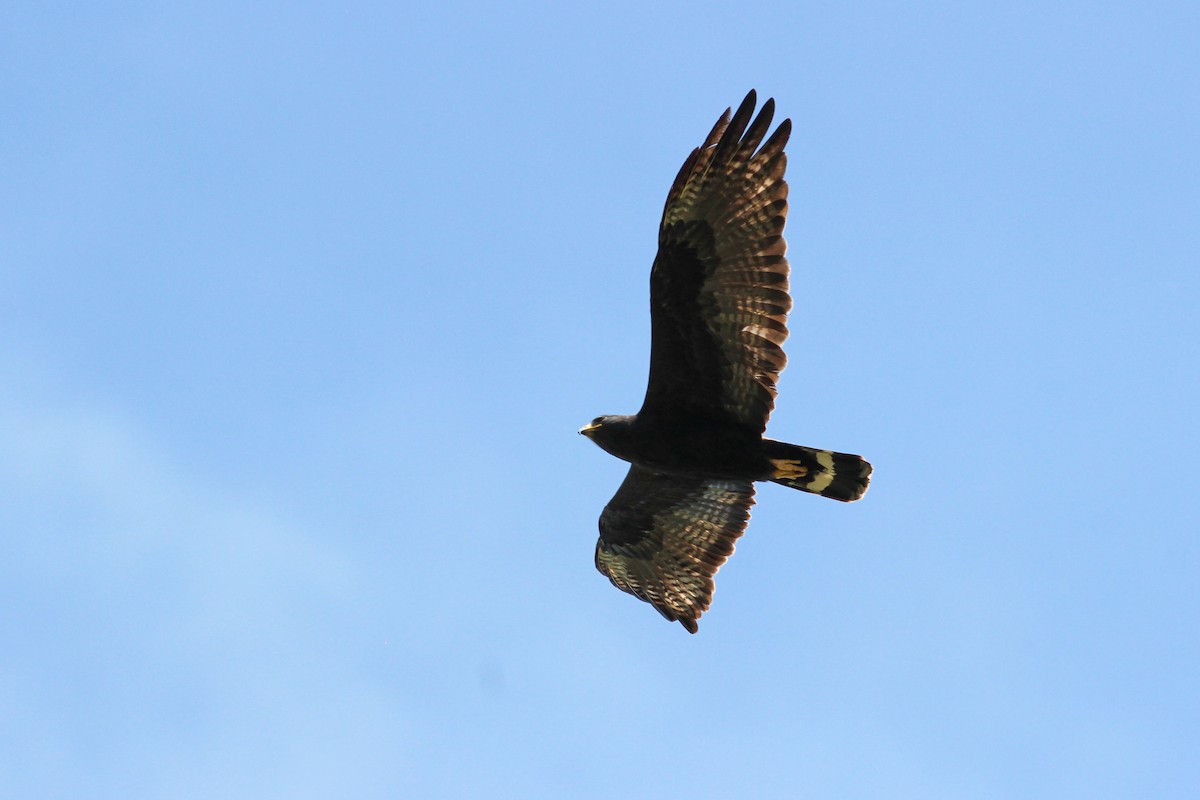 Zone-tailed Hawk - ML620614183