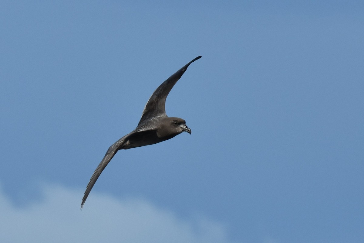 Providence Petrel - ML620614184