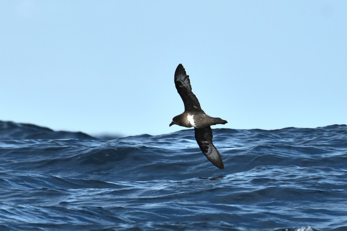 Providence Petrel - ML620614188