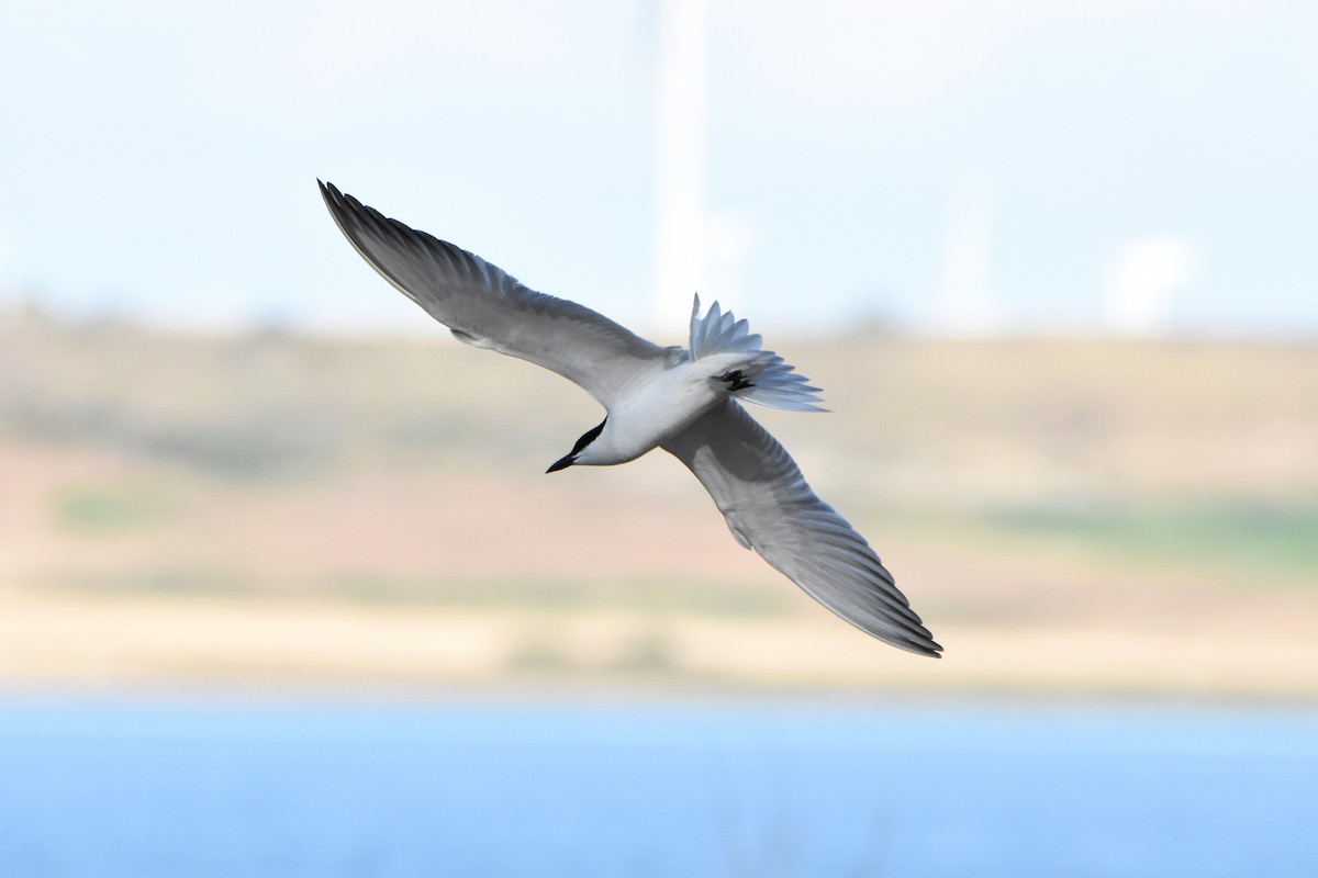 Gull-billed Tern - ML620614194