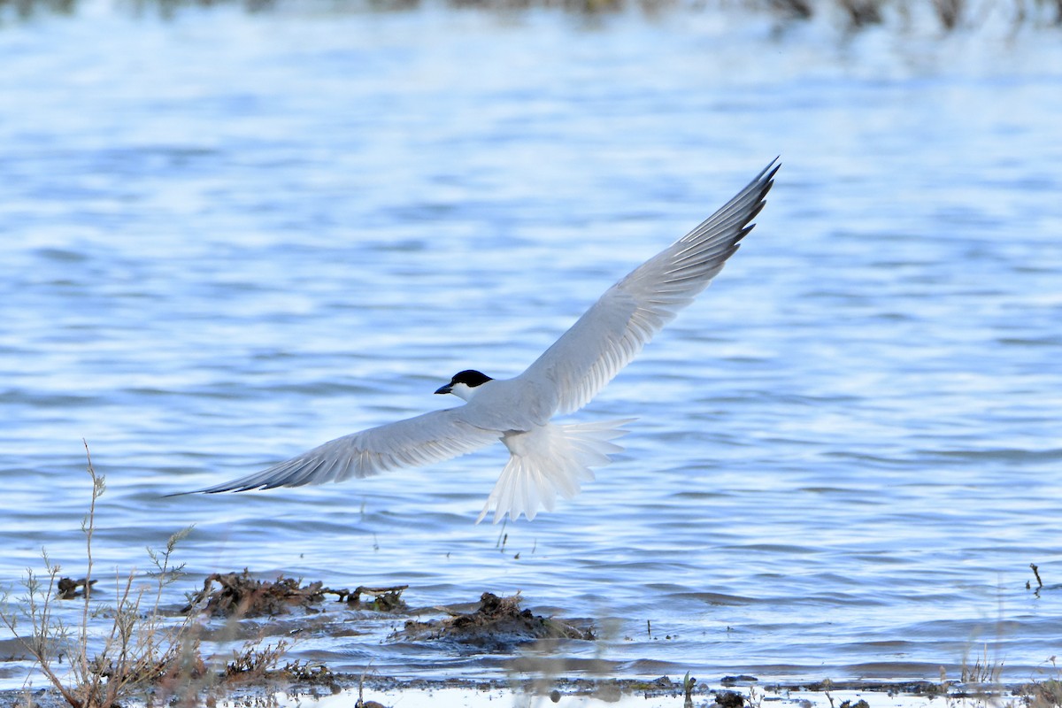 Gull-billed Tern - ML620614196