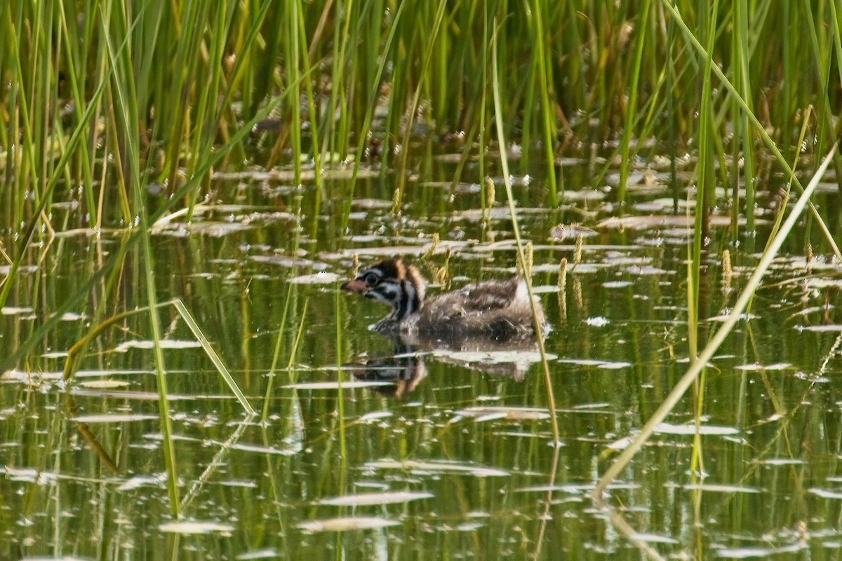 Pied-billed Grebe - ML620614197