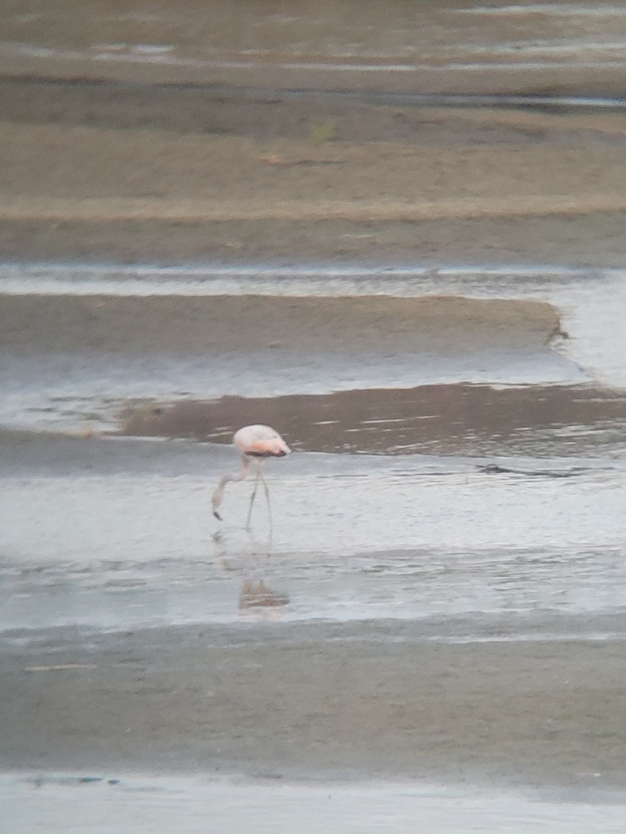 Chilean Flamingo - ML620614199