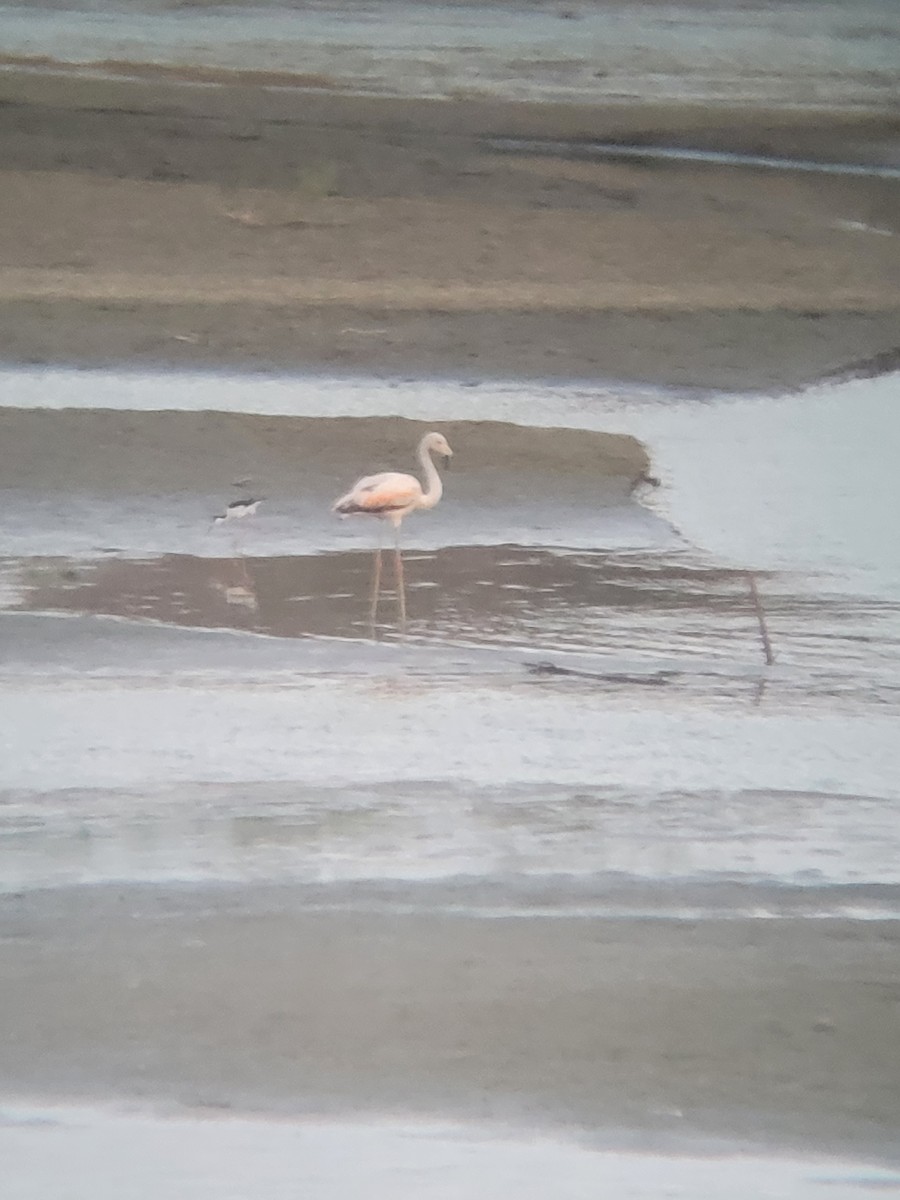 Chilean Flamingo - Renzo Lleret Silupú Atoche