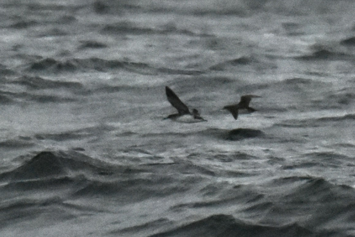 Hutton's Shearwater - ML620614201