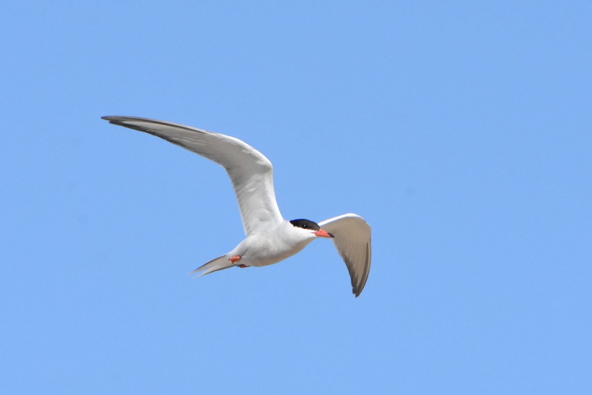 Common Tern - ML620614203