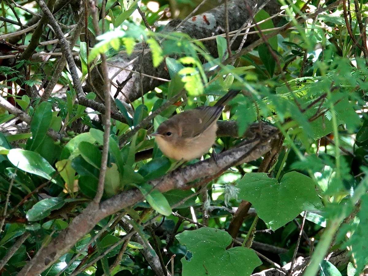 Common Yellowthroat - ML620614208