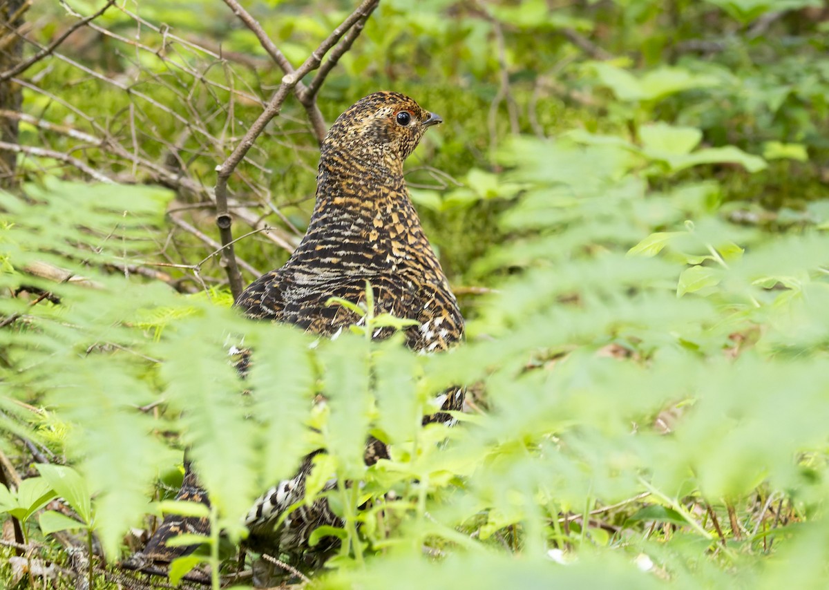 Spruce Grouse - ML620614209