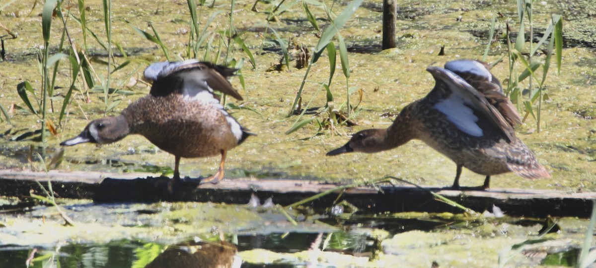 Blue-winged Teal - ML620614211