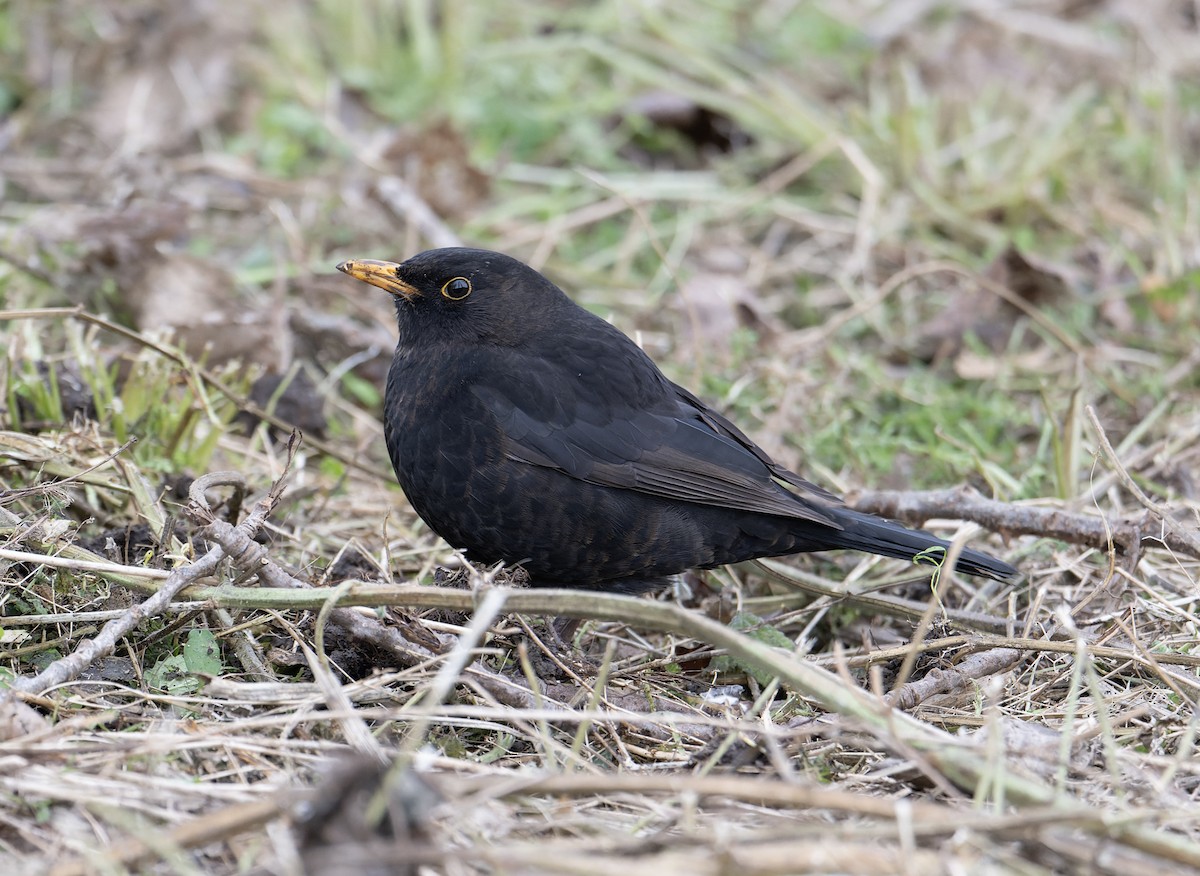 Eurasian Blackbird - ML620614225