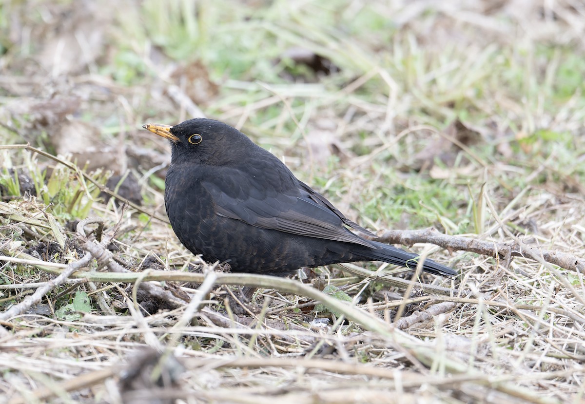 Eurasian Blackbird - ML620614227