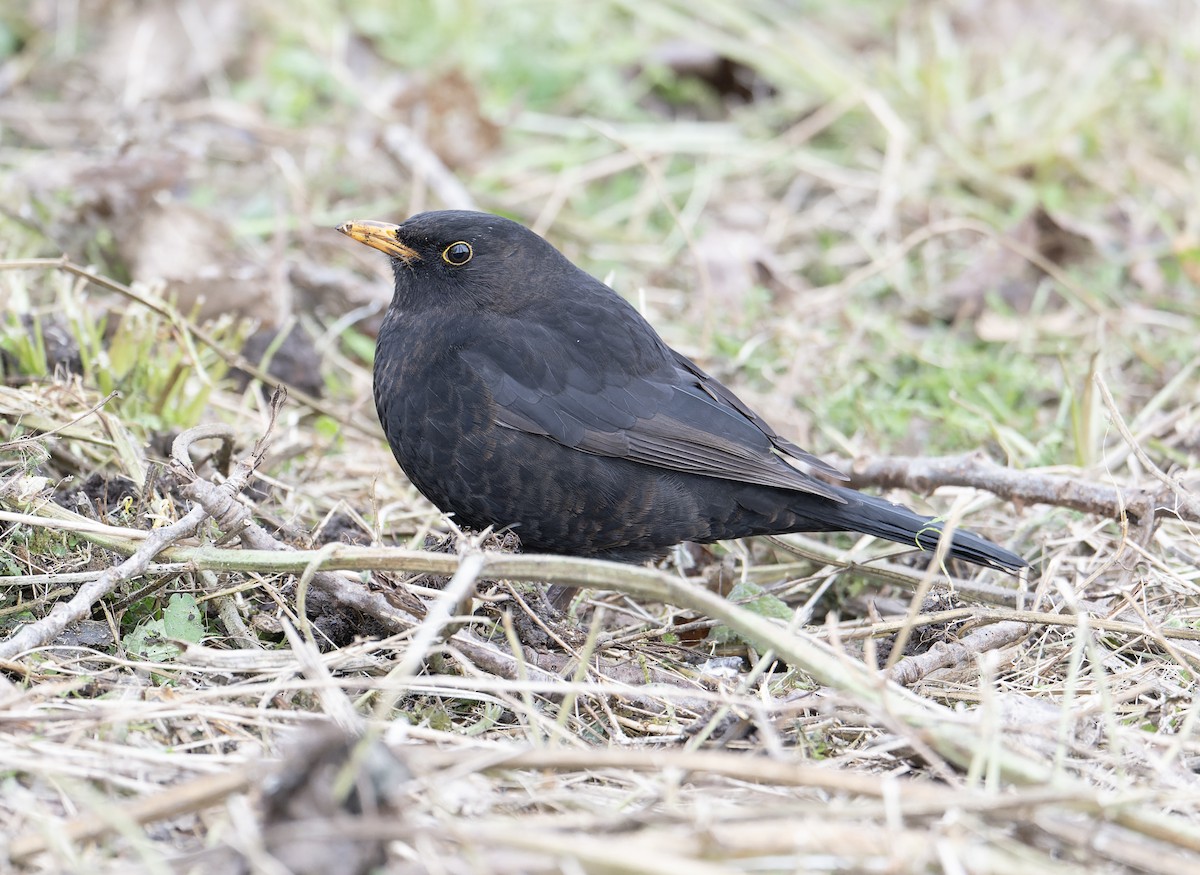 Eurasian Blackbird - ML620614228