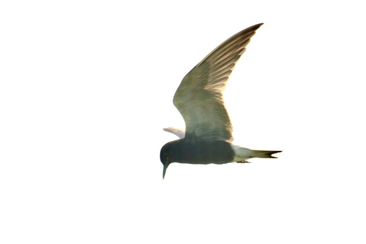 Black Tern - ML620614229