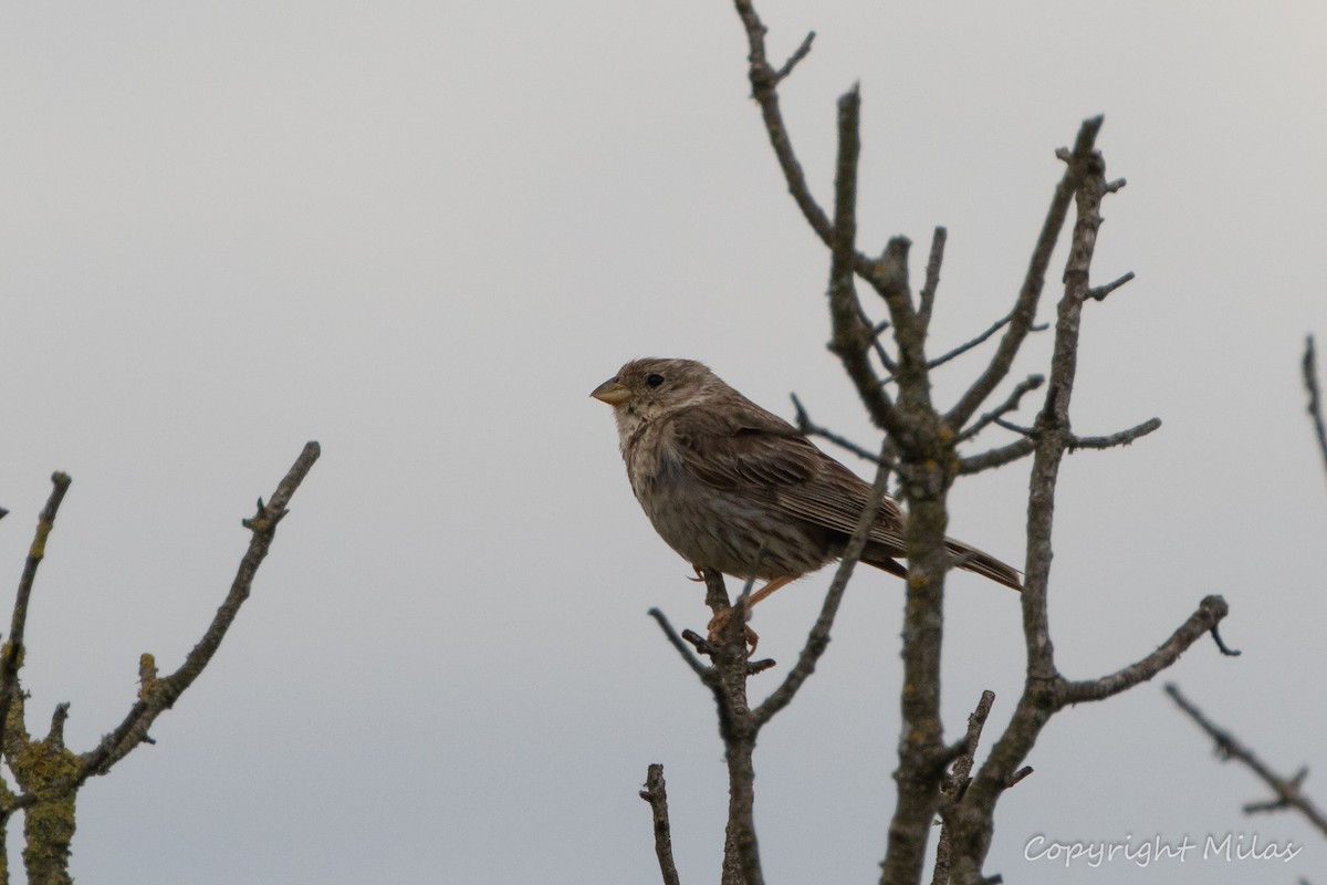 Corn Bunting - ML620614230