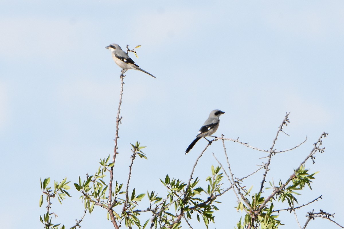 Iberian Gray Shrike - Luis Gracia Garcés