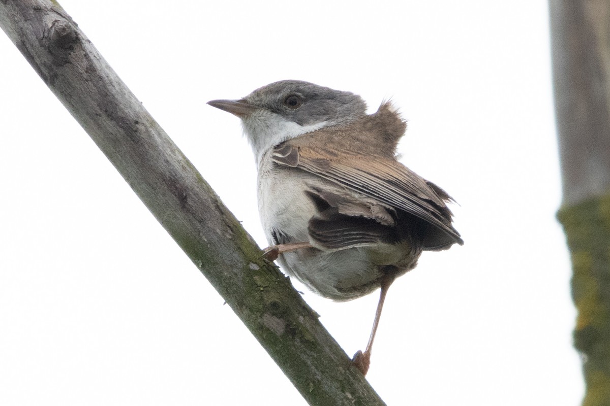 Greater Whitethroat - ML620614232