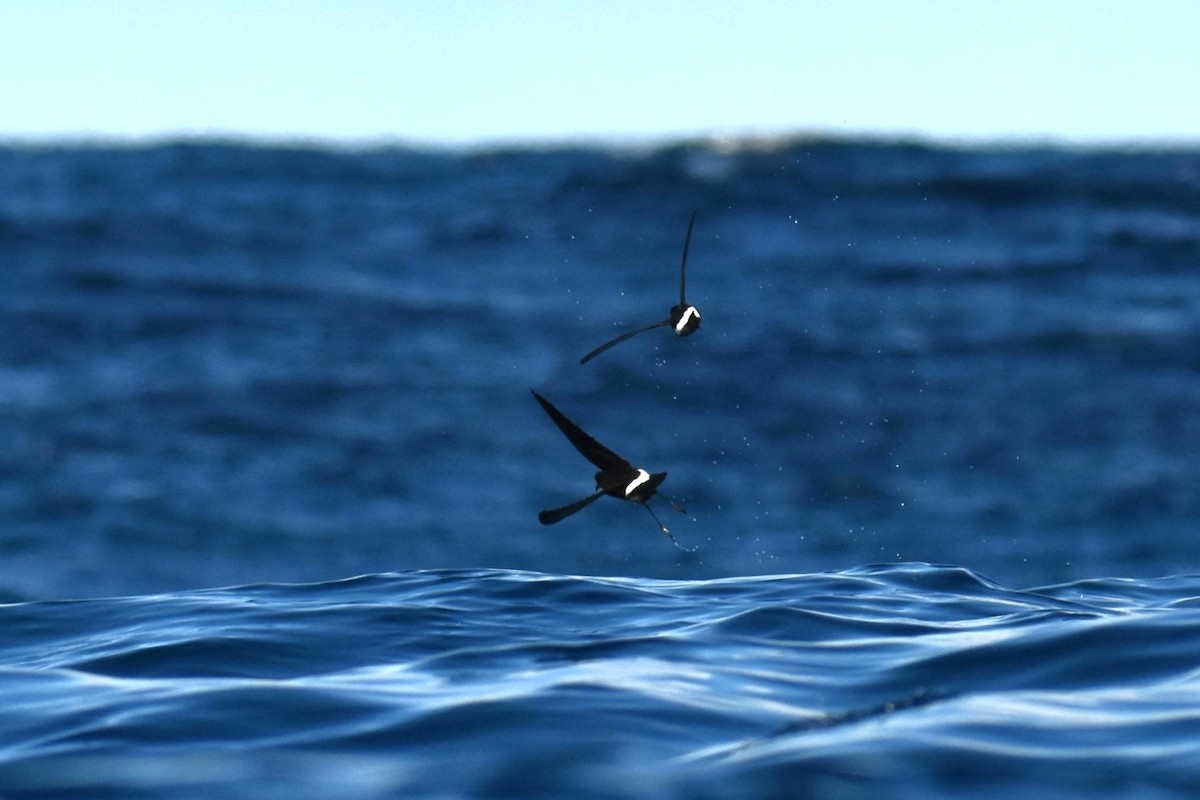 Wilson's Storm-Petrel - ML620614236