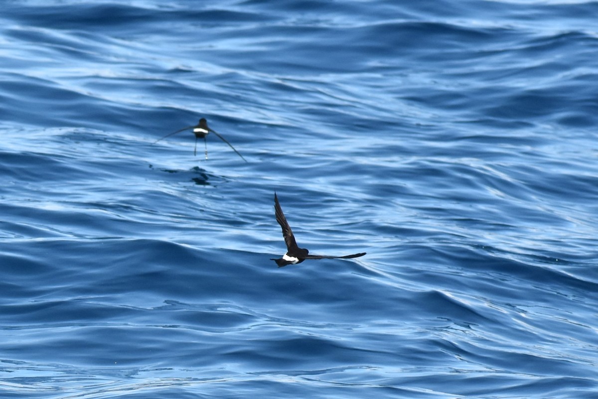 Wilson's Storm-Petrel - ML620614237