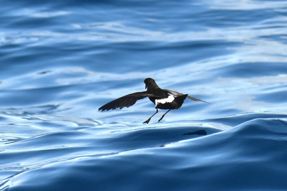 Wilson's Storm-Petrel - ML620614238