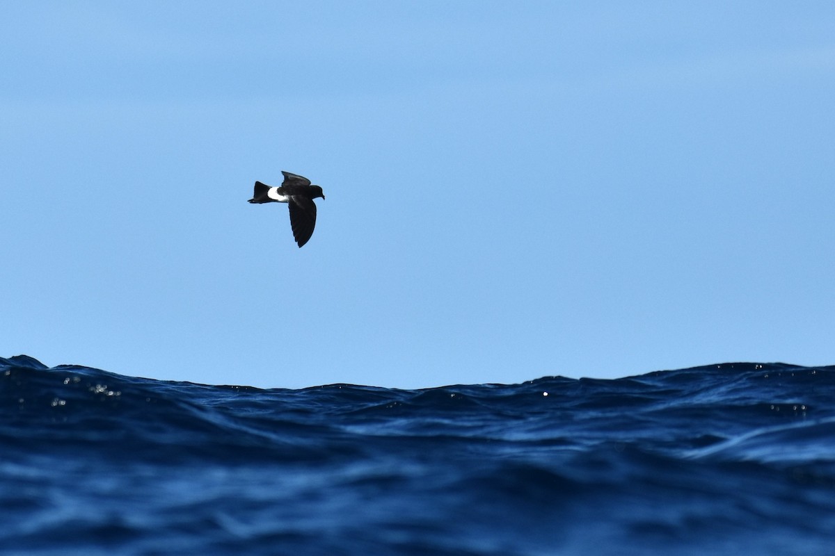 Wilson's Storm-Petrel - ML620614240