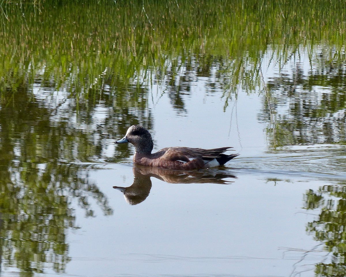 American Wigeon - ML620614242