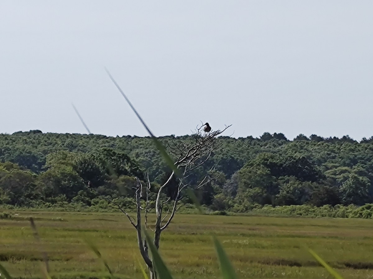 Willet - ML620614246