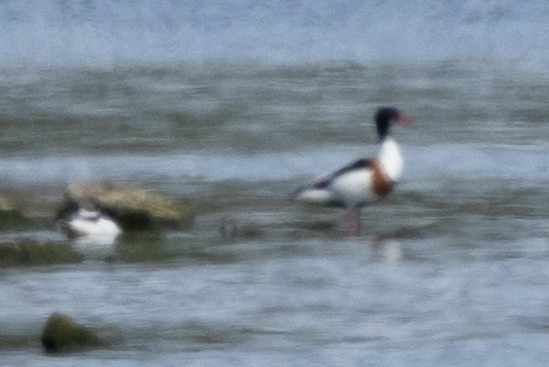 Common Shelduck - ML620614247