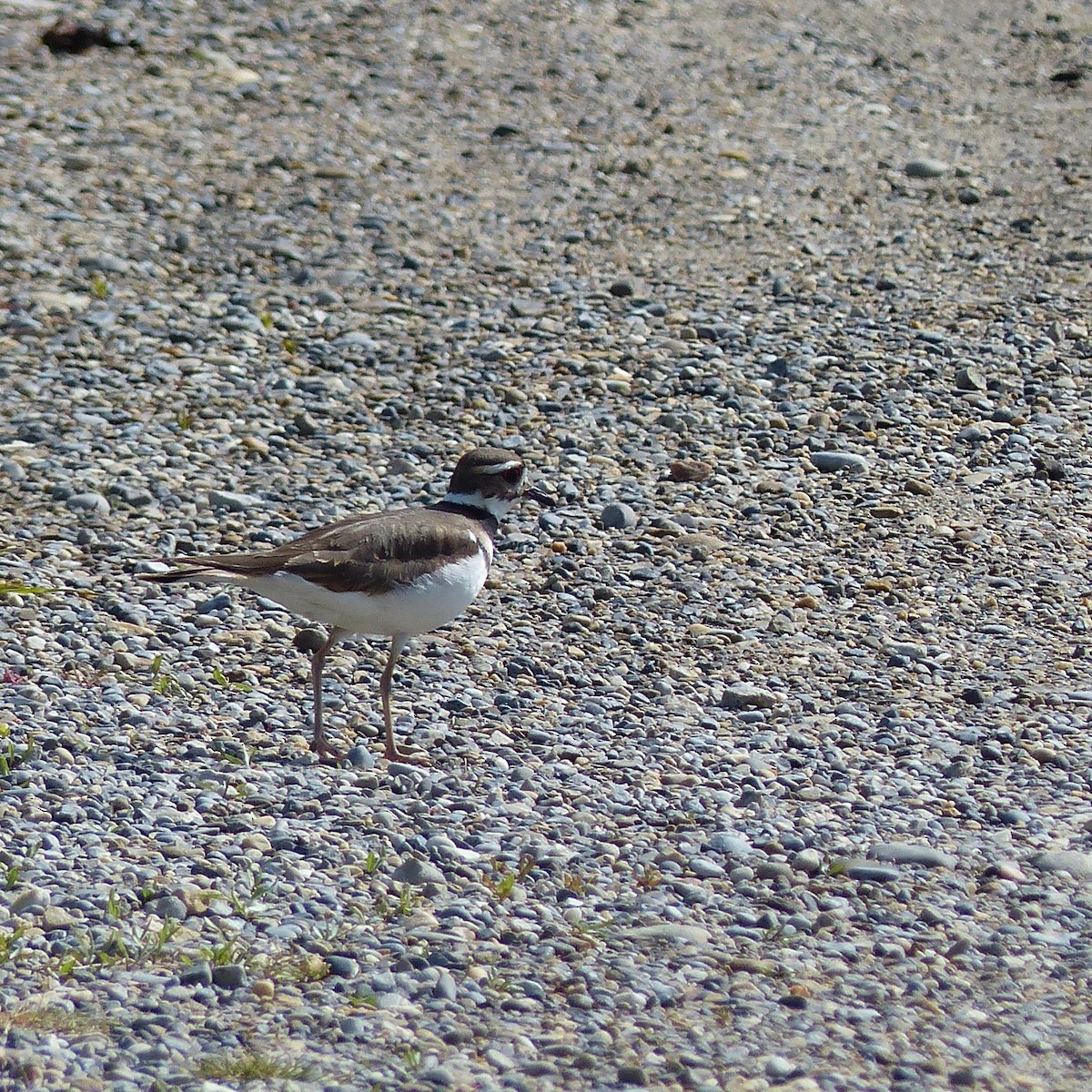 Killdeer - Jennifer Bryden