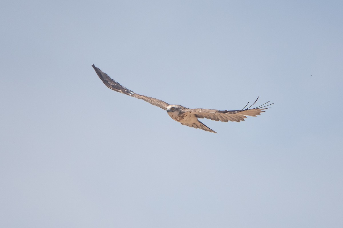 Short-toed Snake-Eagle - ML620614250