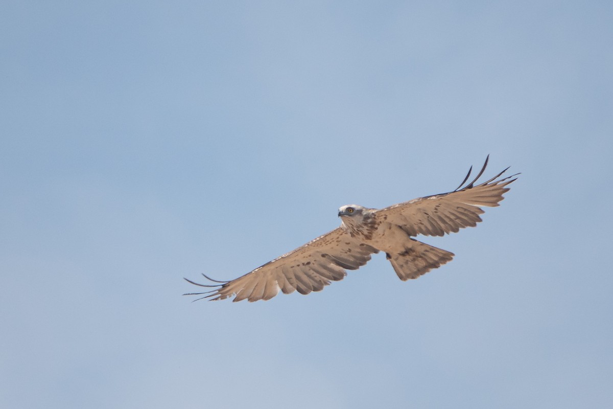 Short-toed Snake-Eagle - Vicente Pantoja Maggi