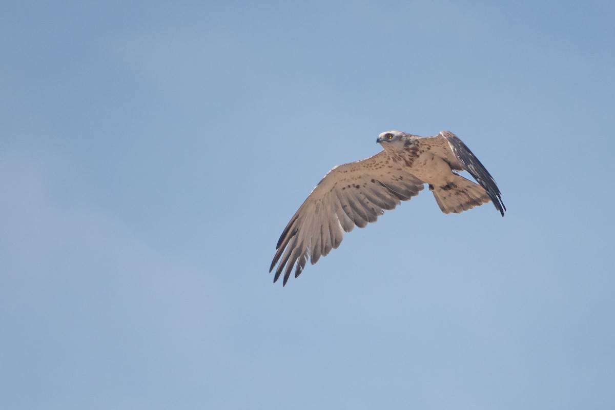 Short-toed Snake-Eagle - ML620614252