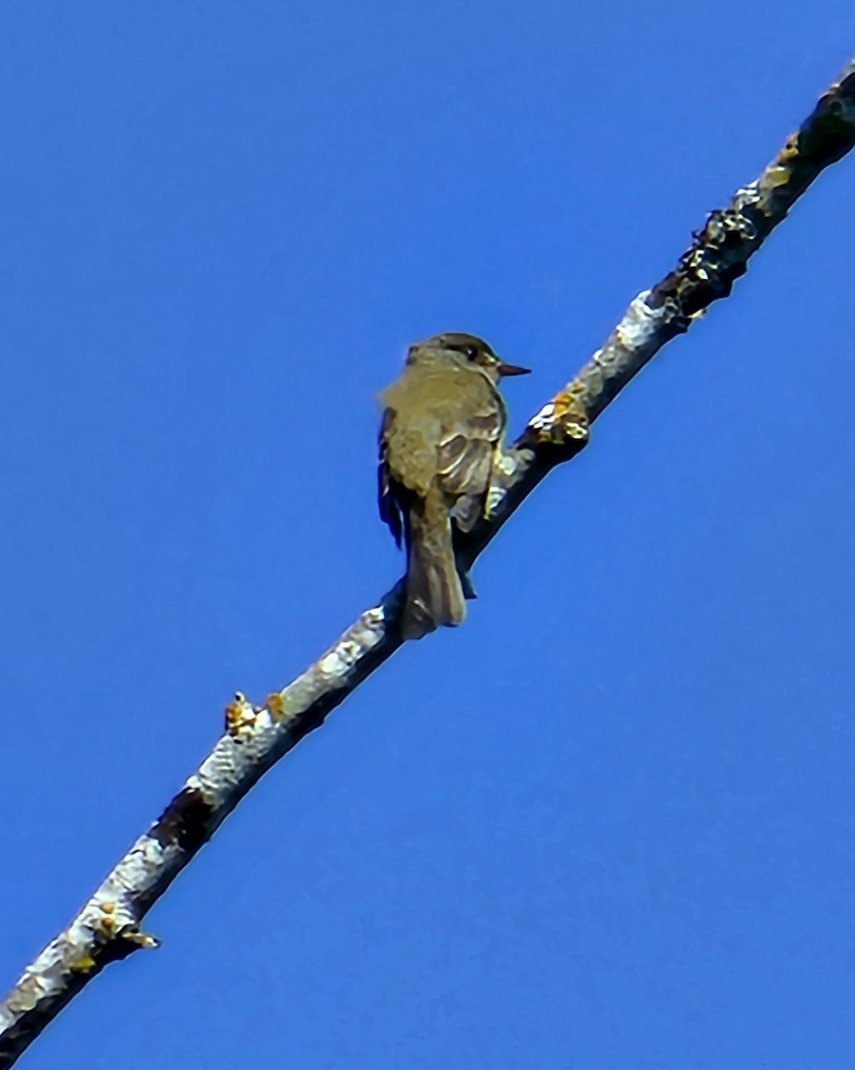 Olive-sided Flycatcher - ML620614253