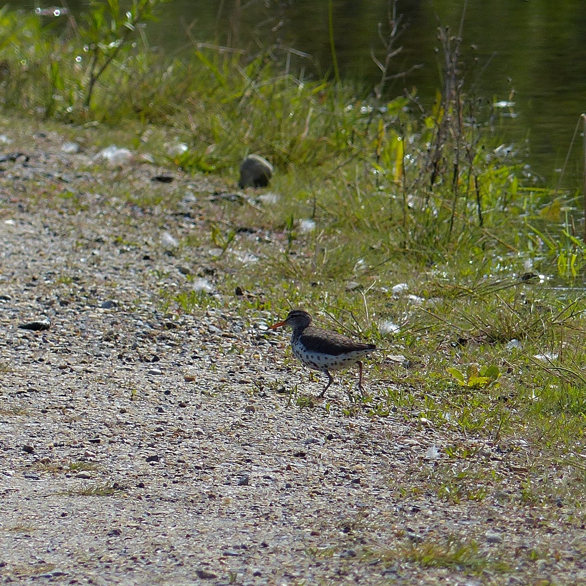 Spotted Sandpiper - ML620614254