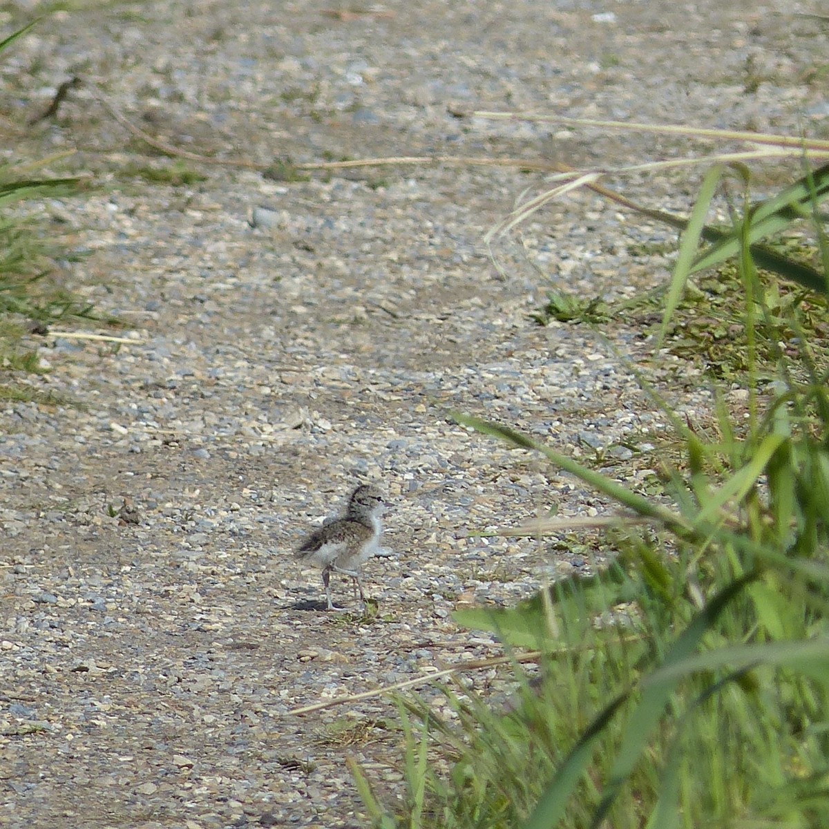 Spotted Sandpiper - ML620614255